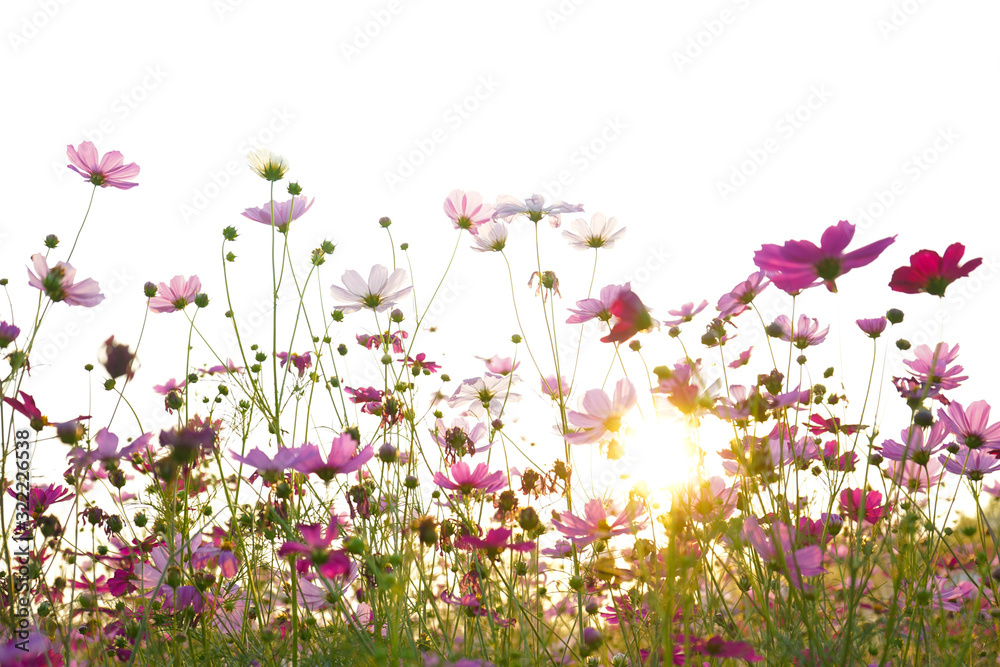 pink flowers on green grass background cosmos 