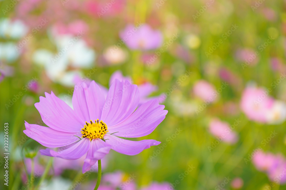 bee on flower cosmos flower bee on flower cosmos flower