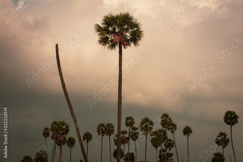 Group of palmyra palm trees with stormy clouds background in rural area, Tamil Nadu, India
