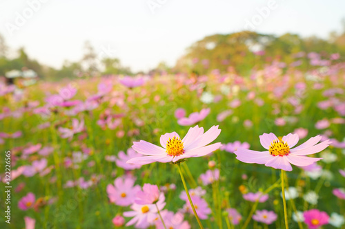 daisies in green grass cosmos flower