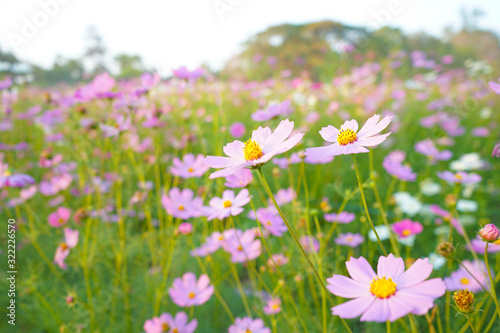 field of daisies cosmos flower © krin