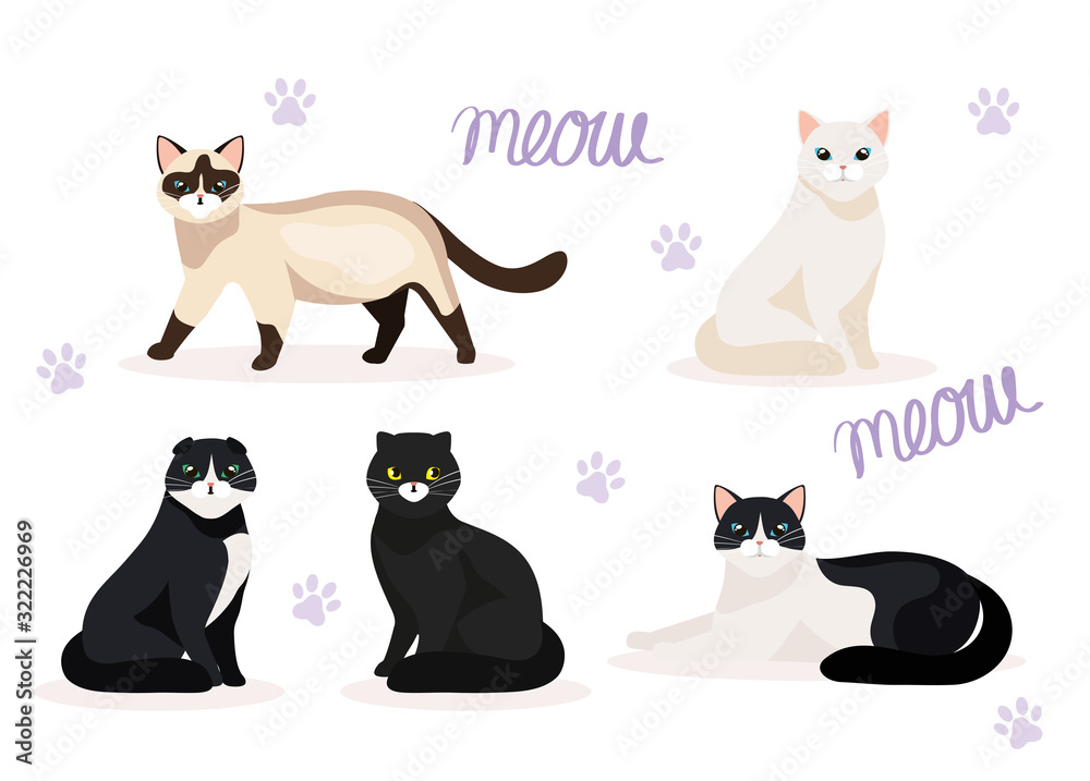 group of cute cats animals