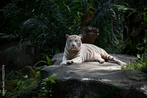 White Tiger in the Zoo