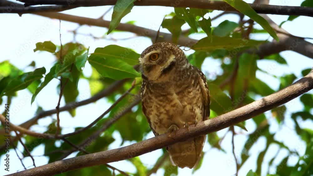 Beautiful spotted owl,4K video. Cute owl with big eyes perching on branch turning head looking up and down left and right in the morning sunlight. Beautiful spotted owl,4K video. Cute owl with big eyes perching on branch turning head looking up and down left and right in the morning sunlight.