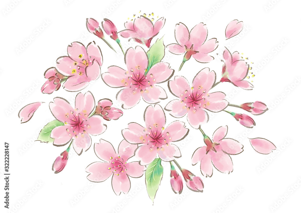 sakura01 sakura01