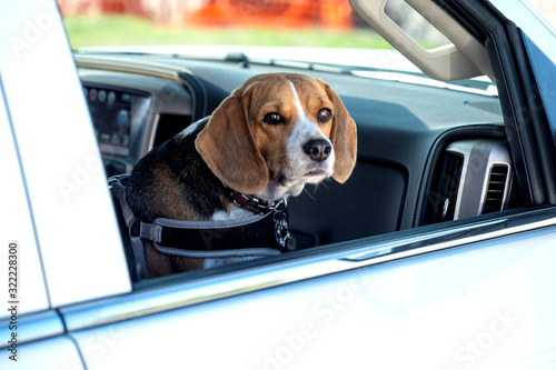 Cute beagle, brown and white dog sitting in the seat of a car and looking out of the open window. © scandamerican