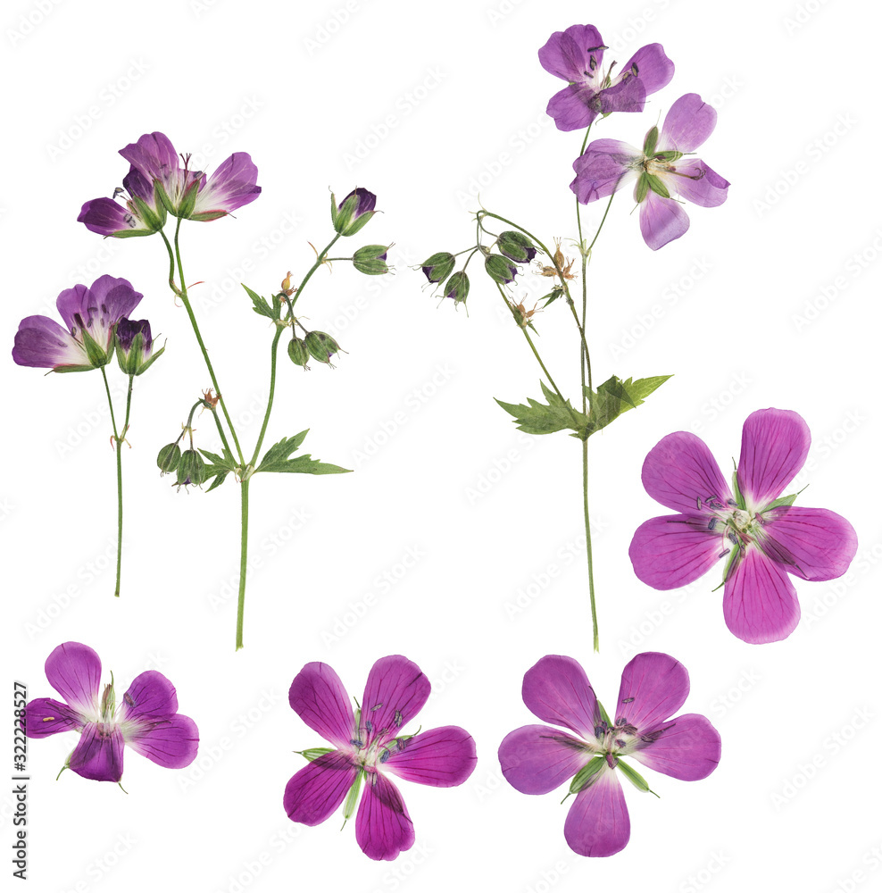 Pressed and dried flowers geranium, isolated on white background. For use in scrapbooking, floristry or herbarium.