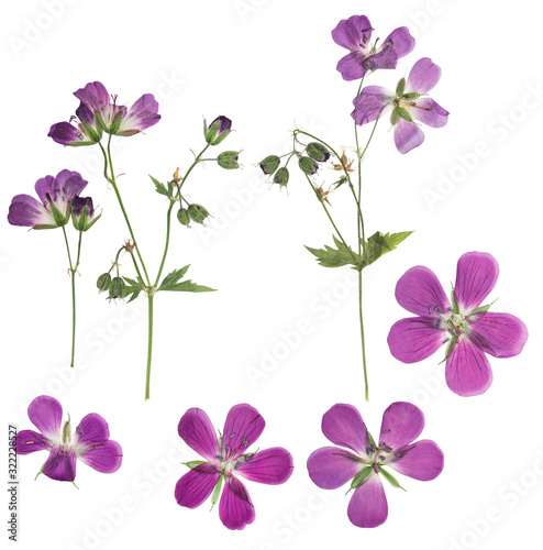 Pressed and dried flowers geranium, isolated on white background. For use in scrapbooking, floristry or herbarium. photo
