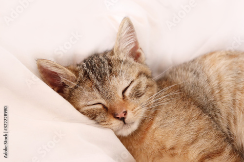 スヤスヤと眠るかわいい仔猫の寝顔