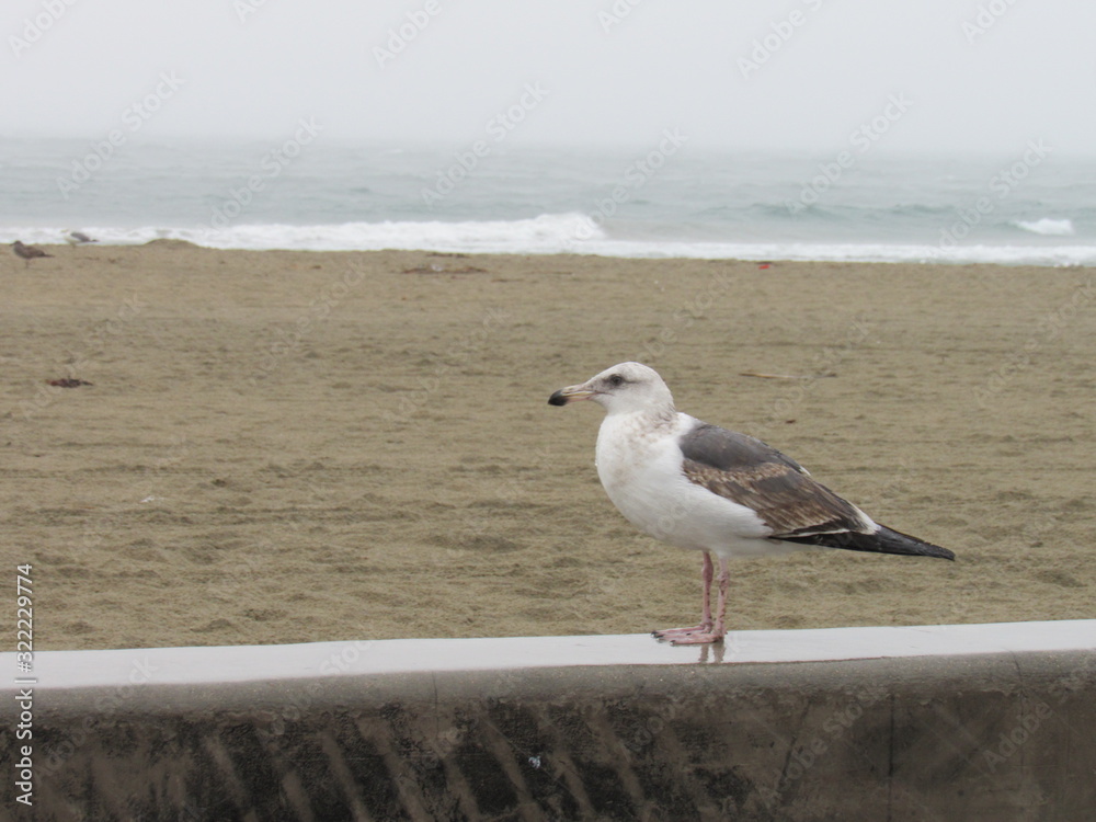 Seagull stands on a ledge at the beach. Ocean is visible in the background on a cool and overcast day Seagull stands on a ledge at the beach. Ocean is visible in the background on a cool and overcast day