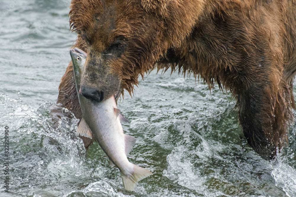 Φωτογραφία Close-up view of an adult coastal brown bear walking through a river with a freshly caught salmon in its mouth