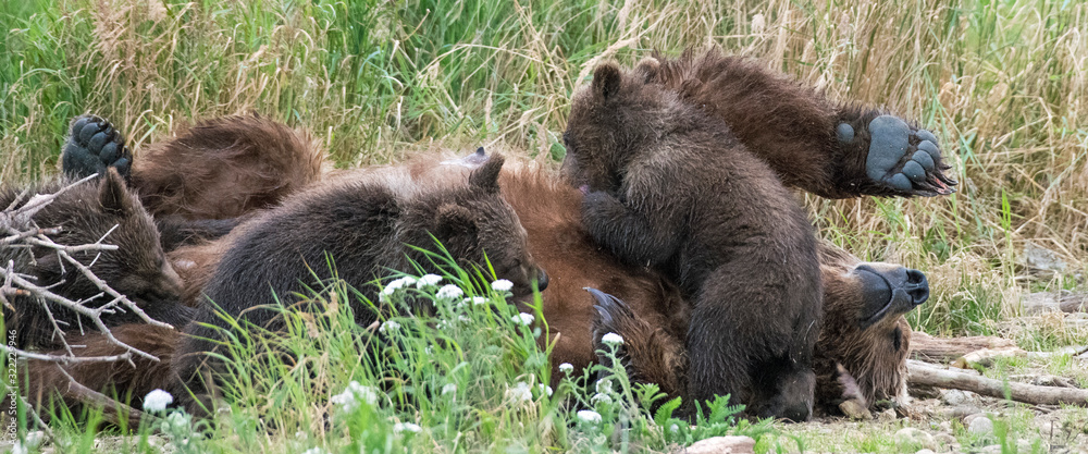 Female adult coastal brown bear laying on her back in the wilderness while nursing three spring cubs. Female adult coastal brown bear laying on her back in the wilderness while nursing three spring cubs.