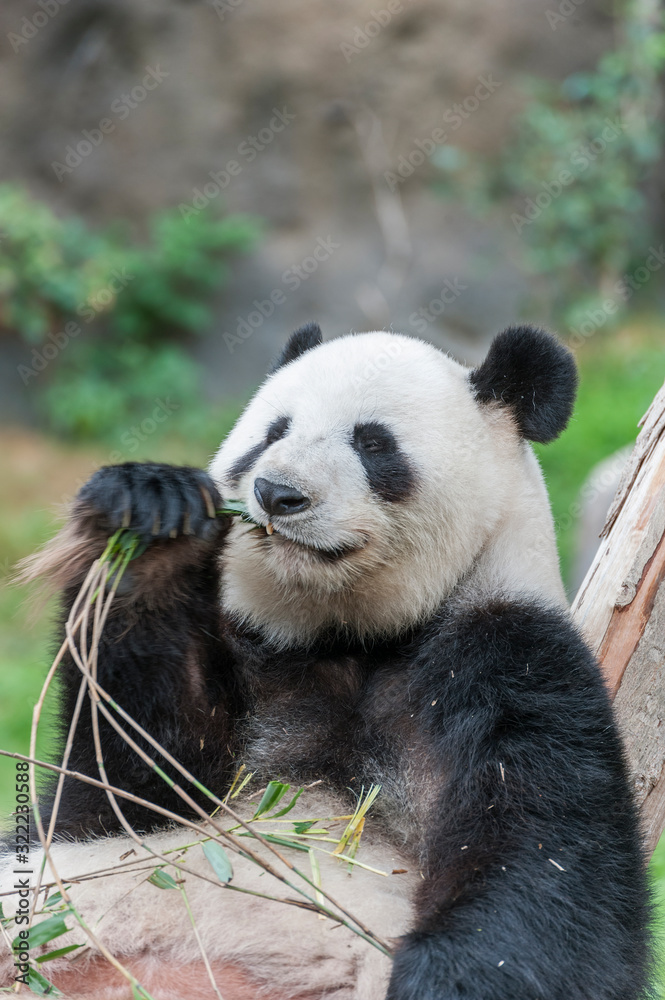 Fototapeta premium Giant panda bear eating bamboo leaf