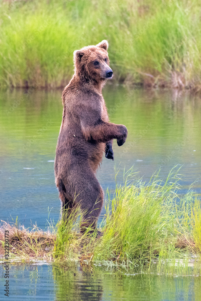 Fototapeta premium Vertical view of adult coastal brown bear standing tall on back legs in shallow river water and looking around.