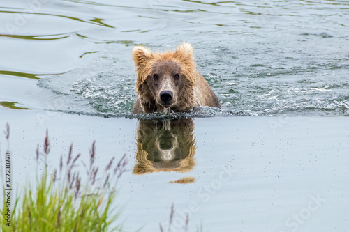 Foto Adult coastal brown bear swimming with only head above water and reflecting in mirror-like surface