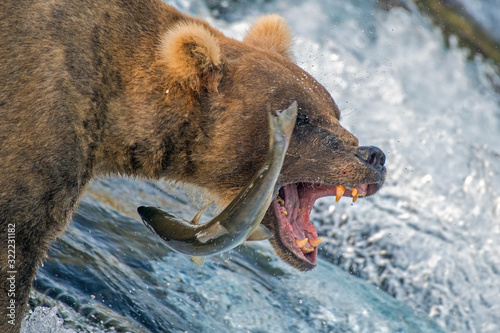 Canvas Print Adult coastal brown bear feeds on salmon as they make their way up and over waterfalls on route to the natal waters