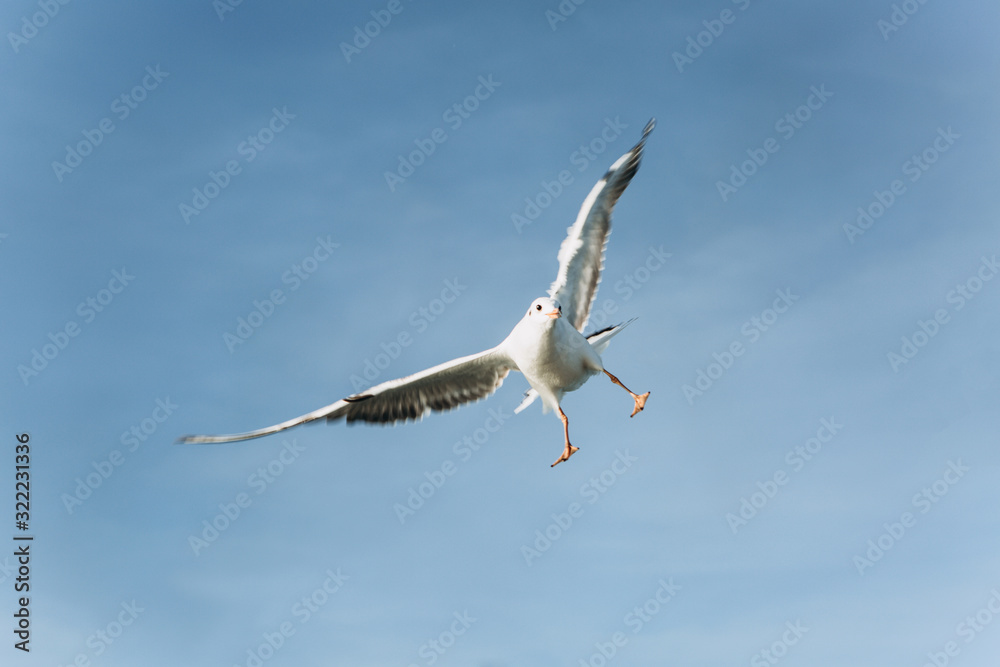 One seagull flies against a blue sky One seagull flies against a blue sky