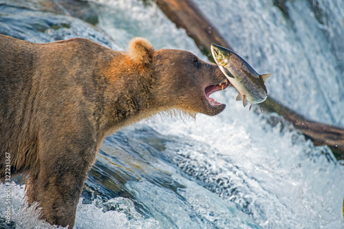 Adult coastal brown bear feeds on salmon as they make their way up and over waterfalls on route to the natal waters.