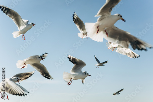A group of seagulls