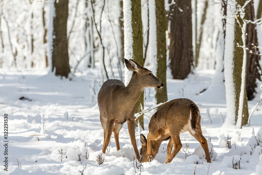 Deer. White-tailed deer on snow . Natural scene from Wisconsin state park. Hind and older fawn. Deer. White-tailed deer on snow . Natural scene from Wisconsin state park. Hind and older fawn.