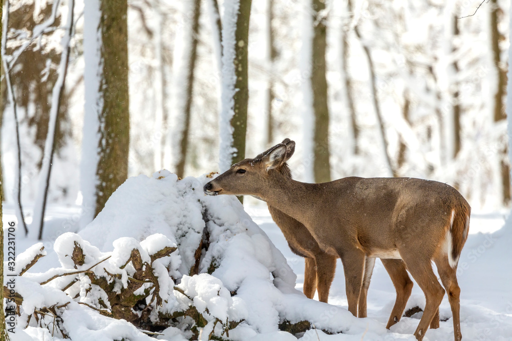 Deer. White-tailed deer on snow . Natural scene from Wisconsin state park. Hind and older fawn. Deer. White-tailed deer on snow . Natural scene from Wisconsin state park. Hind and older fawn.