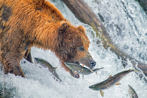 Adult coastal brown bear feeds on salmon as they make their way up and over waterfalls on route to the natal waters.