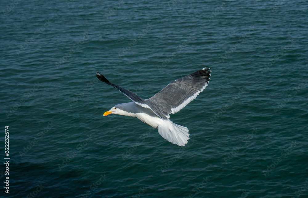 Naklejka premium seagull in flight