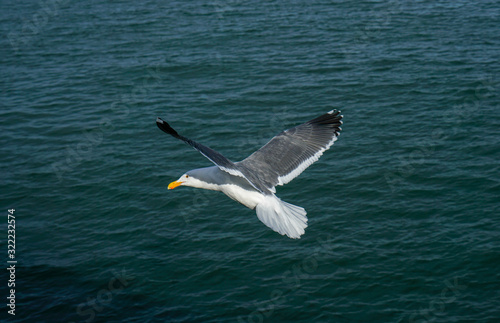 seagull in flight © Junxian