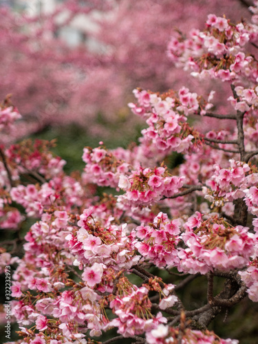 2020年 あたみ桜2 photo