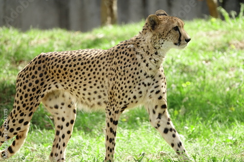 チーター