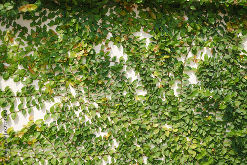 Фотография Green climbing or creeping fig plant