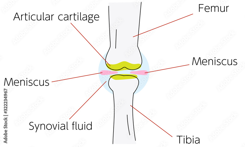 Obraz premium 膝関節周りの図解イラスト