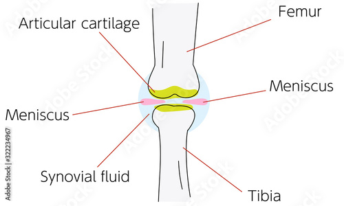 膝関節周りの図解イラスト