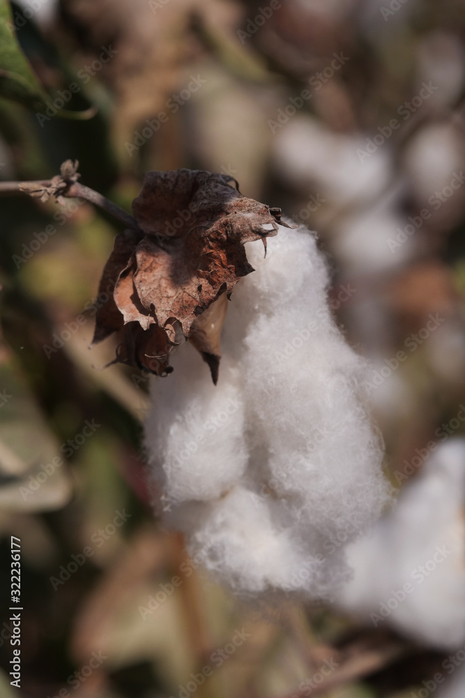 Close-up of plant cotton. Blossom. Wool. Yarn