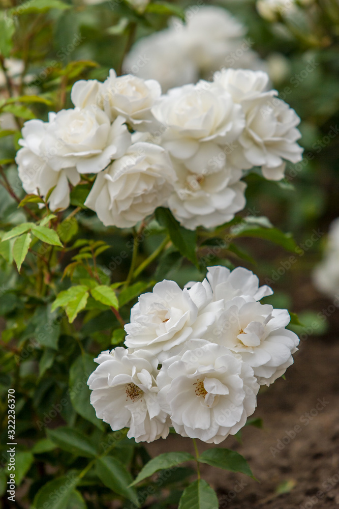 White roses on a bush in a botanical garden. Bushes with stems and leaves are green. The background is blurred. Selective focus on the lower buds. Vertical frame. White roses on a bush in a botanical garden. Bushes with stems and leaves are green. The background is blurred. Selective focus on the lower buds. Vertical frame.