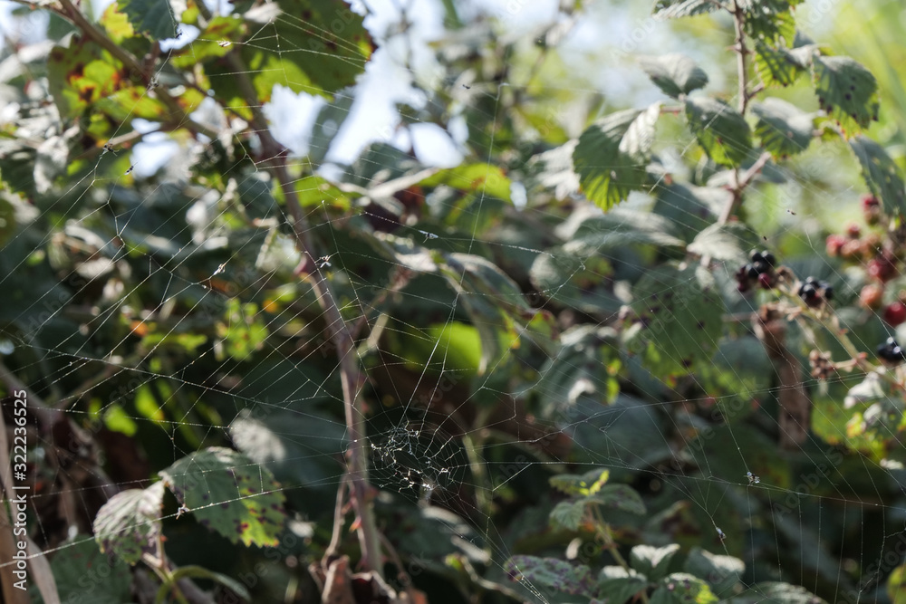 Cobwebs. Spider web on a green plant