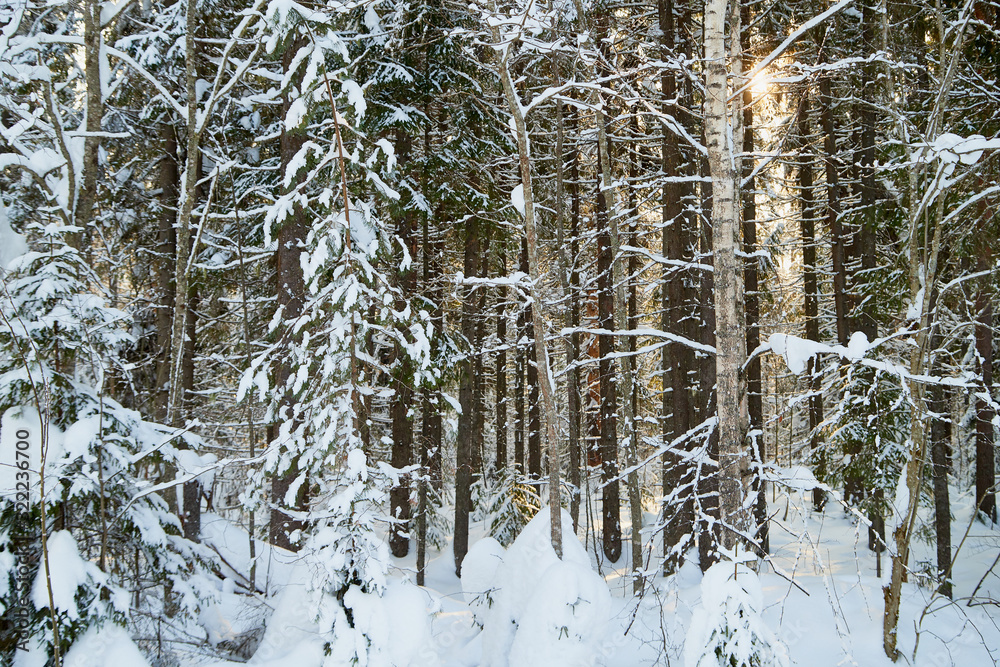 Winter forest and snow covered trees in it in a sunny day Winter forest and snow covered trees in it in a sunny day