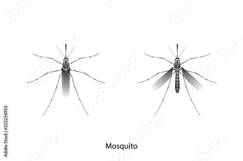 Mosquito object vector on white background,isolated for graphic design,agriculture,education,science,art work.