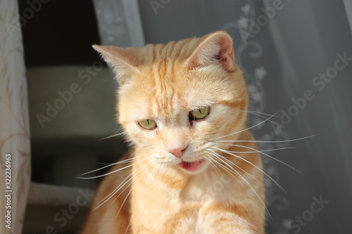 口をあけるキュートな猫アメリカンショートヘアー © chie
