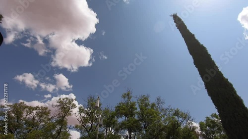 Pines trees under a blue sky photo