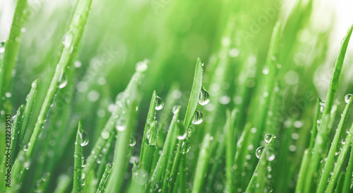 Water drops on fresh green grass in morning lights. Beautiful nature landscape with dew droplets. Environmental and ecology concept.