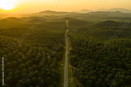 malaysia palm oil plantation with a single road during golden sunrise