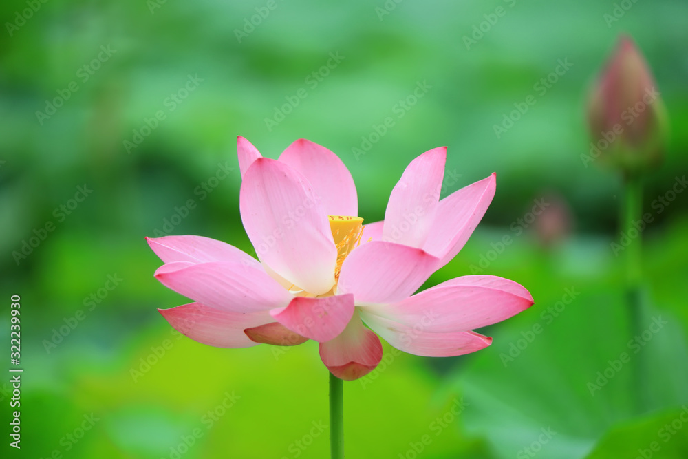 Beautiful pink lotus, close-up photos