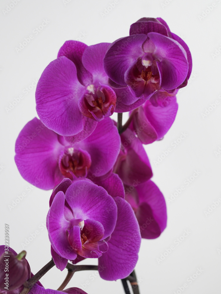 Fototapeta premium Blooming twig of purple orchid isolated on white background. Closeup