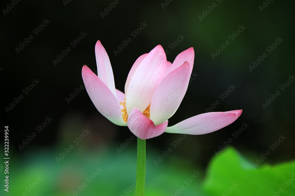 Beautiful pink lotus, close-up photos