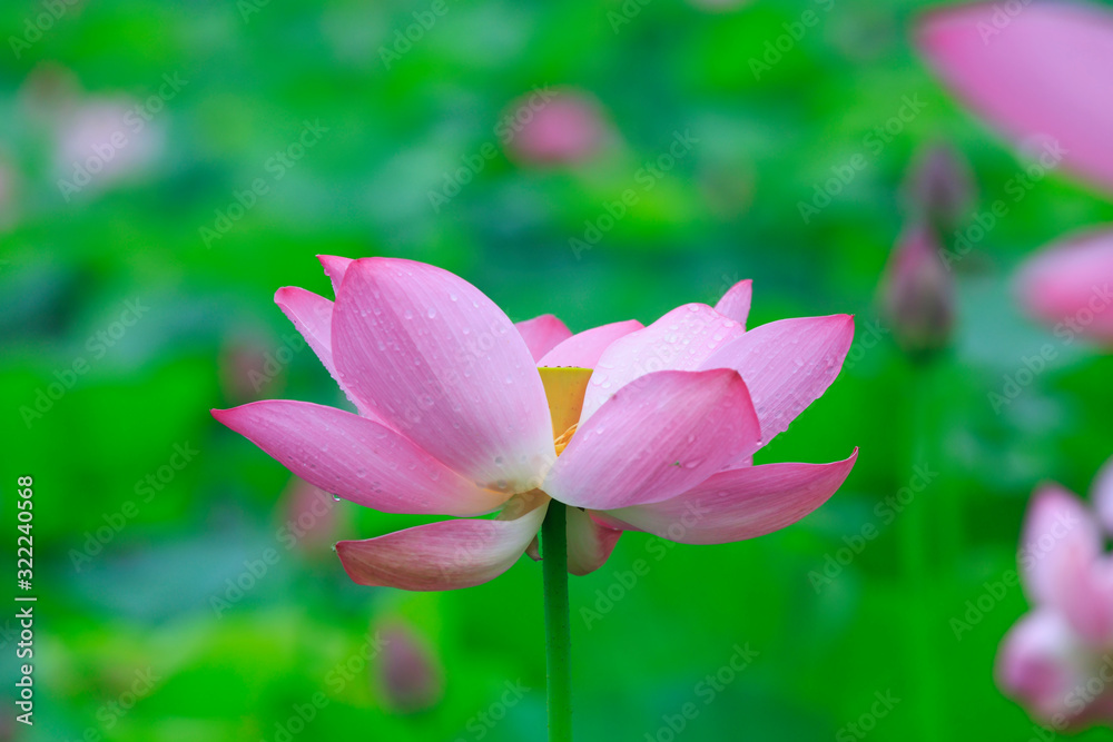 Lotus in the pond