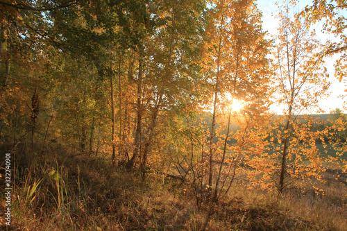 On the hillside are young birch trees with Golden leaves, through which the rays of the rising sun
