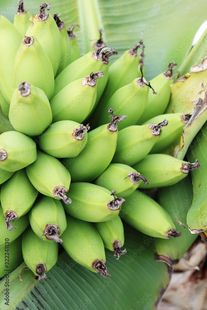 無農薬栽培、有機栽培の天然島バナナの写真素材