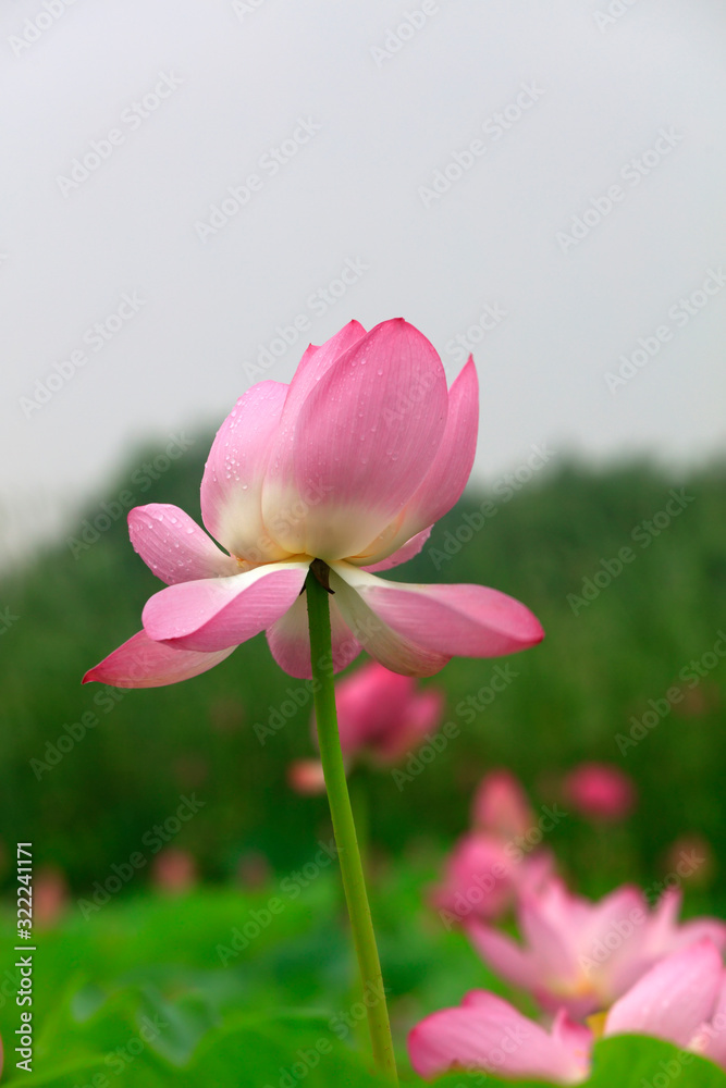 Lotus in the pond Lotus in the pond