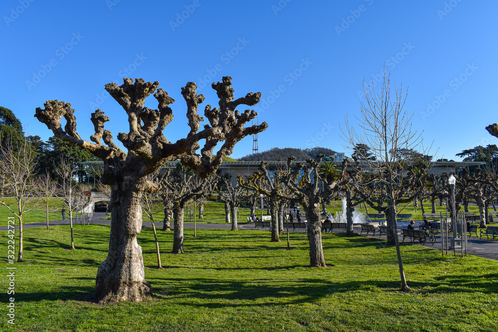 Fototapeta premium Trees on a sunny day in San Francisco's Golden Gate Park